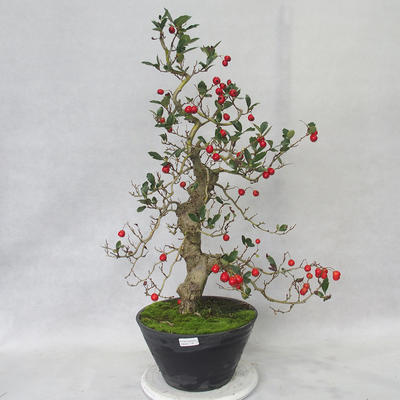 Outdoor bonsai - Hawthorn white flowers - Crataegus laevigata - 2
