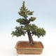 Outdoor bonsai - Taxus bacata - Red yew - 2/5