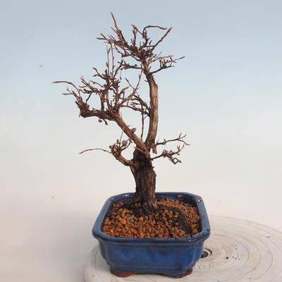 Outdoor bonsai-Cinquefoil - Potentila fruticosa yellow - 2