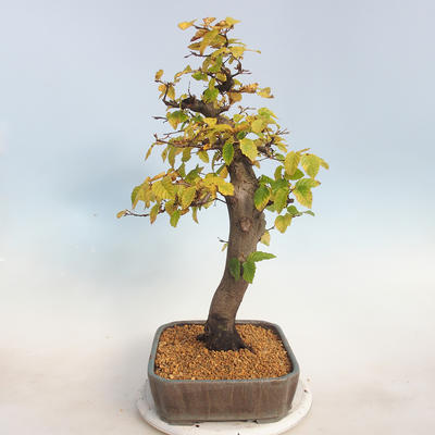 Outdoor bonsai -Carpinus betulus - Hornbeam - 2