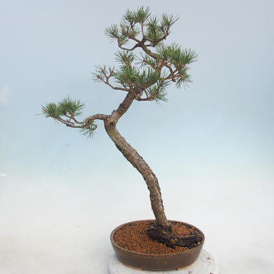 Outdoor bonsai - Pinus sylvestris - Scots Pine - 2