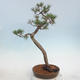 Outdoor bonsai - Pinus sylvestris - Scots Pine - 2/5