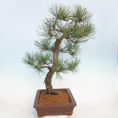 Outdoor bonsai - Pinus Nigra - Black pine - 2