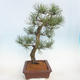 Outdoor bonsai - Pinus Nigra - Black pine - 2/5