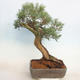 Outdoor bonsai - Juniperus chinensis - Chinese juniper - 2/5