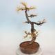 Outdoor bonsai -Larix decidua - Larch - 2/4