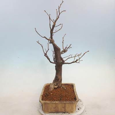 Outdoor bonsai - Small-leaved lime - Tilia cordata - 2