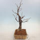 Outdoor bonsai - Small-leaved lime - Tilia cordata - 2/5