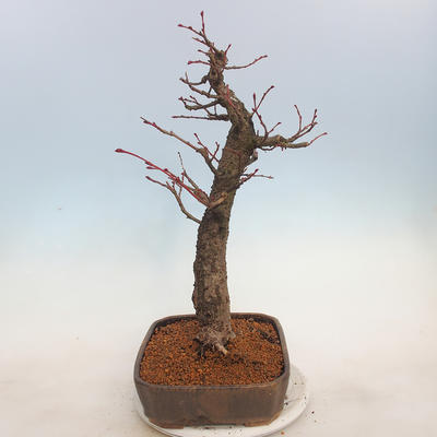 Outdoor bonsai - Small-leaved lime - Tilia cordata - 2