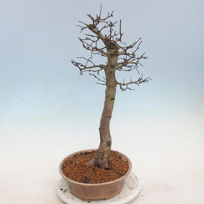 Outdoor bonsai - Hawthorn - 2