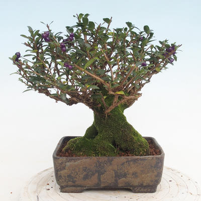 Outdoor bonsai-Lonicera nitida -Zimolez - 2