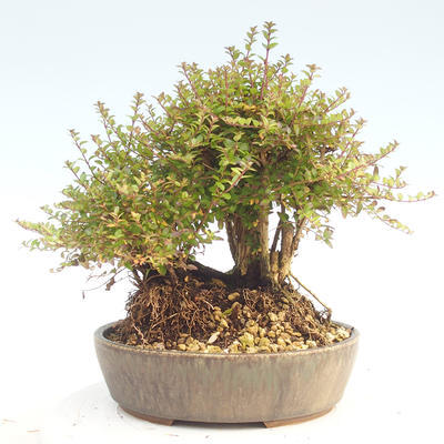 Outdoor bonsai-Lonicera nitida -Zimolez - 2