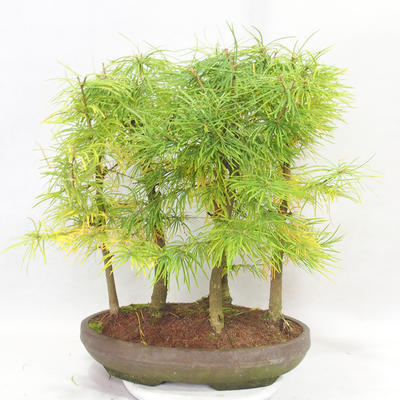 Outdoor bonsai - Pseudolarix amabilis - Pamodřín - grove of 5 trees - 2