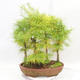 Outdoor bonsai - Pseudolarix amabilis - Pamodřín - grove of 5 trees - 2/5