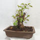 Outdoor bonsai -Mahalebka - Prunus mahaleb - 2/5