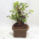 Outdoor bonsai -Mahalebka - Prunus mahaleb - 2/5