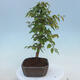 Outdoor bonsai - Carpinus CARPINOIDES - Korean Hornbeam - 2/4