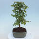 Outdoor bonsai - Carpinus CARPINOIDES - Korean Hornbeam - 2/4