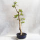 Indoor bonsai - Duranta erecta Aurea - 2/5