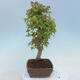 Outdoor bonsai - Buergerianum Maple - Burger Maple - 2/4
