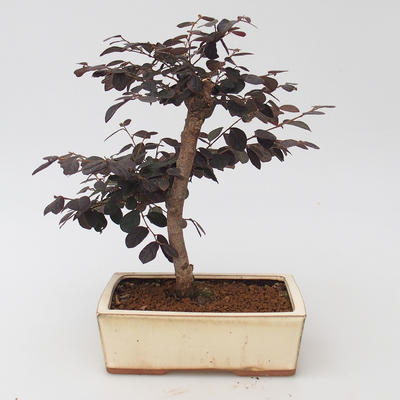 Room bonsai - Loropelatum chinensis - 2