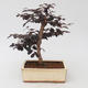 Room bonsai - Loropelatum chinensis - 2/2