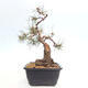 Outdoor bonsai - Pinus Sylvestris - Scots pine - 2/4