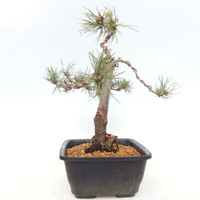Outdoor bonsai - Pinus Sylvestris - Scots pine - 2