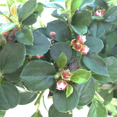 Outdoor bonsai-Cotoneaster horizontalis-Rockrose - 2