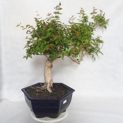 Indoor Bonsai - Australian Cherry - Eugenia uniflora - 2