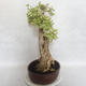 Indoor bonsai - Duranta erecta Variegata - 2/6
