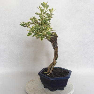 Indoor bonsai - Duranta erecta Variegata - 2