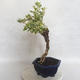 Indoor bonsai - Duranta erecta Variegata - 2/5