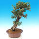 Room bonsai - Olea europaea sylvestris - Olive European bacilli - 2/7