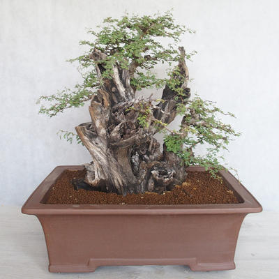Indoor bonsai - Akacia Arabica - 2