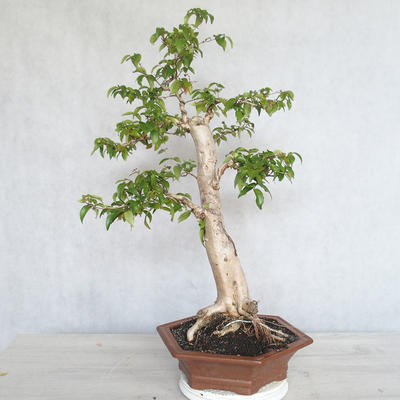Room Bonsai - Australian Cherry - Eugenia uniflora - 2