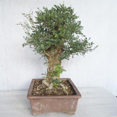 Indoor bonsai - Fraxinus angustifolia - Indoor Ash - 2