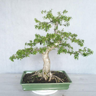 Indoor bonsai - Water jasmine - Wrightia religiosa - 2