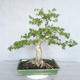 Indoor bonsai - Water jasmine - Wrightia religiosa - 2/7