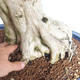 Indoor bonsai - Duranta erecta aurea - 2/5