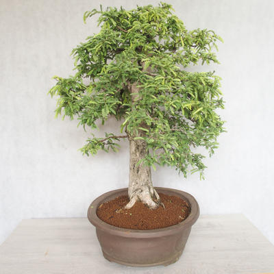 Indoor bonsai - Vachellia leucophloea - Akacia - 2