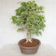 Indoor bonsai - Vachellia leucophloea - Akacia - 2/6