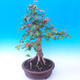Outdoor bonsai - Baby jelly - Acer campestre - 2/6