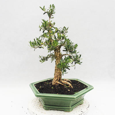 Indoor bonsai - Buxus harlandii - Cork boxwood - 2