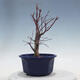 Outdoor bonsai - Maple palmatum DESHOJO - Maple palmate - 2/5