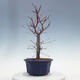 Outdoor bonsai - Maple palmatum DESHOJO - Maple palmate - 2/5