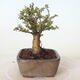 Outdoor bonsai - Ulmus parvifolia SAIGEN - Small-leaved elm - 2/4