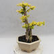 Indoor bonsai -Ligustrum Aurea - Bird's beak - 2/6