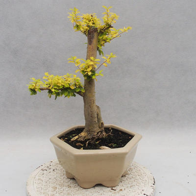 Indoor bonsai -Ligustrum Aurea - Bird's beak - 2