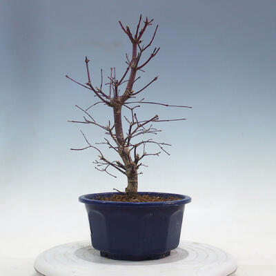 Outdoor bonsai - Maple palmatum DESHOJO - Maple palmate - 2